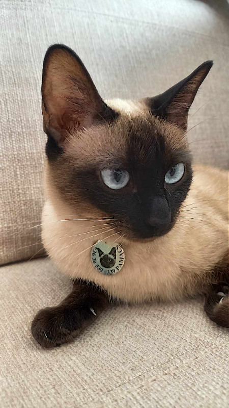 Image #1 from K. Anikó